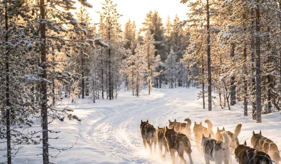 Husky safari