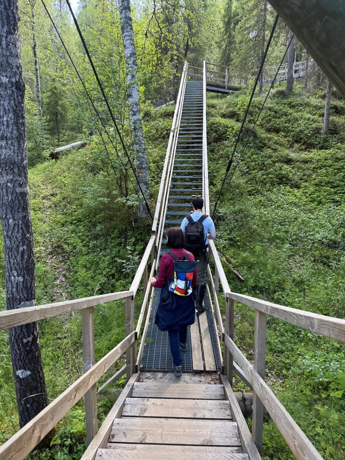 Forest trails & bridges